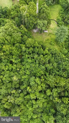 a view of a big yard with plants and large trees