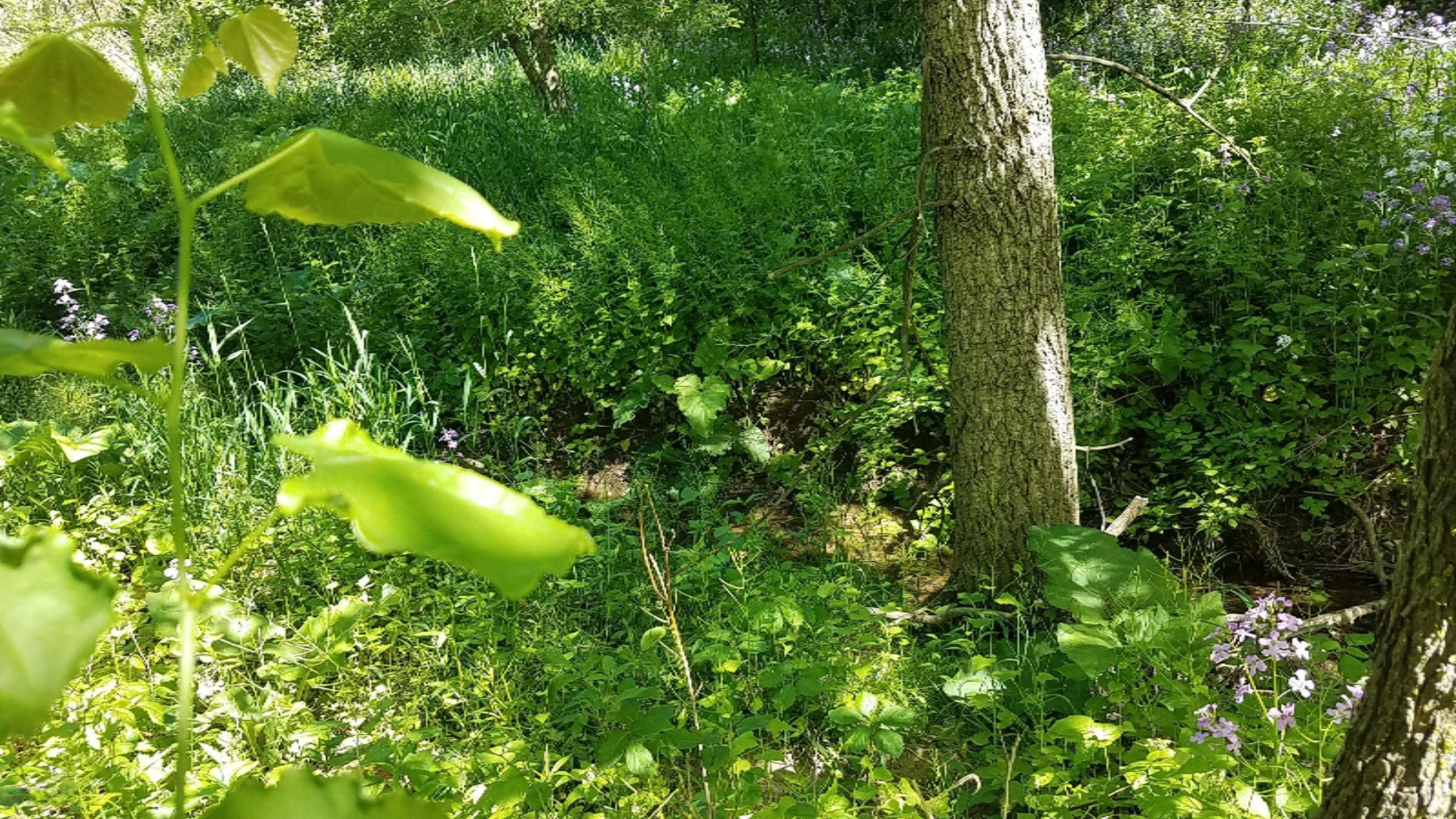 10855 Okemos Road Portland, MI 48875 - Photo 53 of 56 20170601_110135
