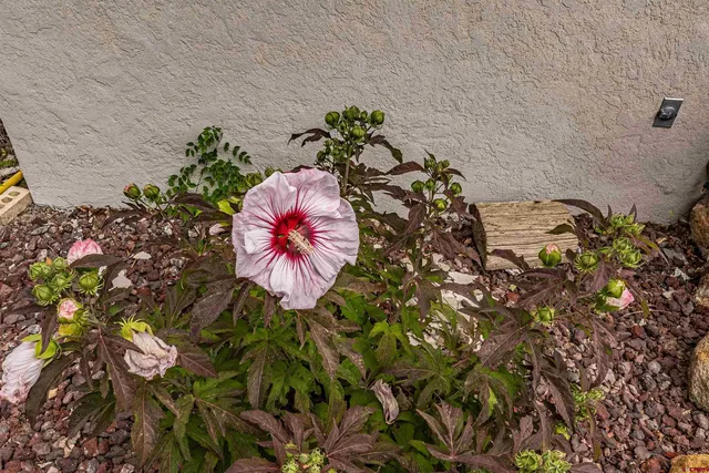 a view of a backyard with plants and patio
