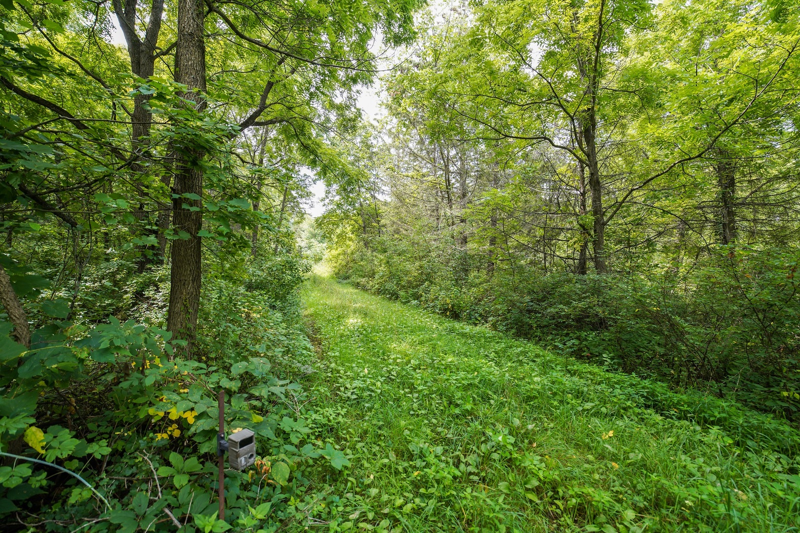 5401 Knobs Road Ridgeway, WI 53588 - Photo 4 of 8 a view of a lush green forest