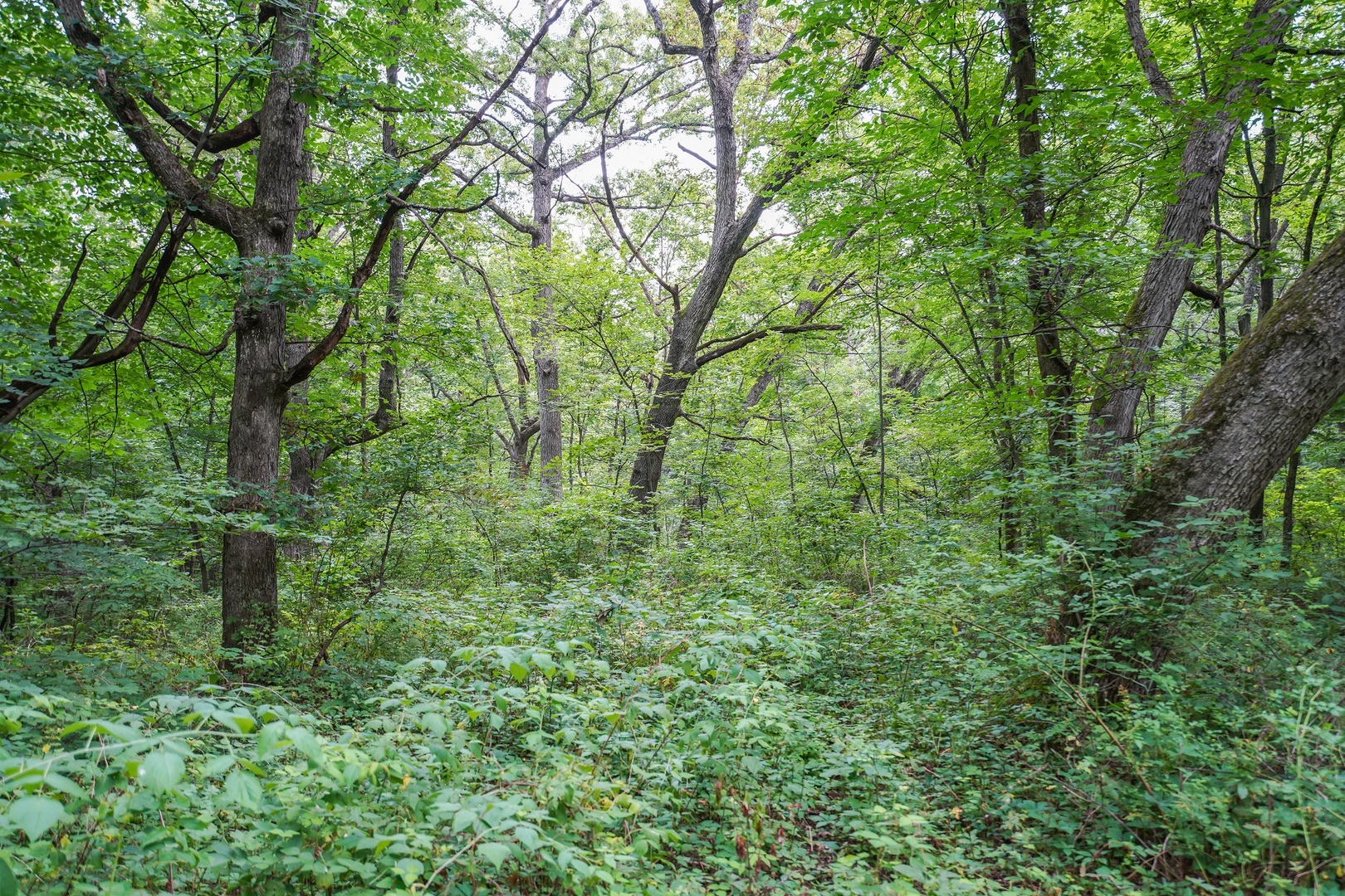 5401 Knobs Road Ridgeway, WI 53588 - Photo 5 of 8 a view of a lush green forest