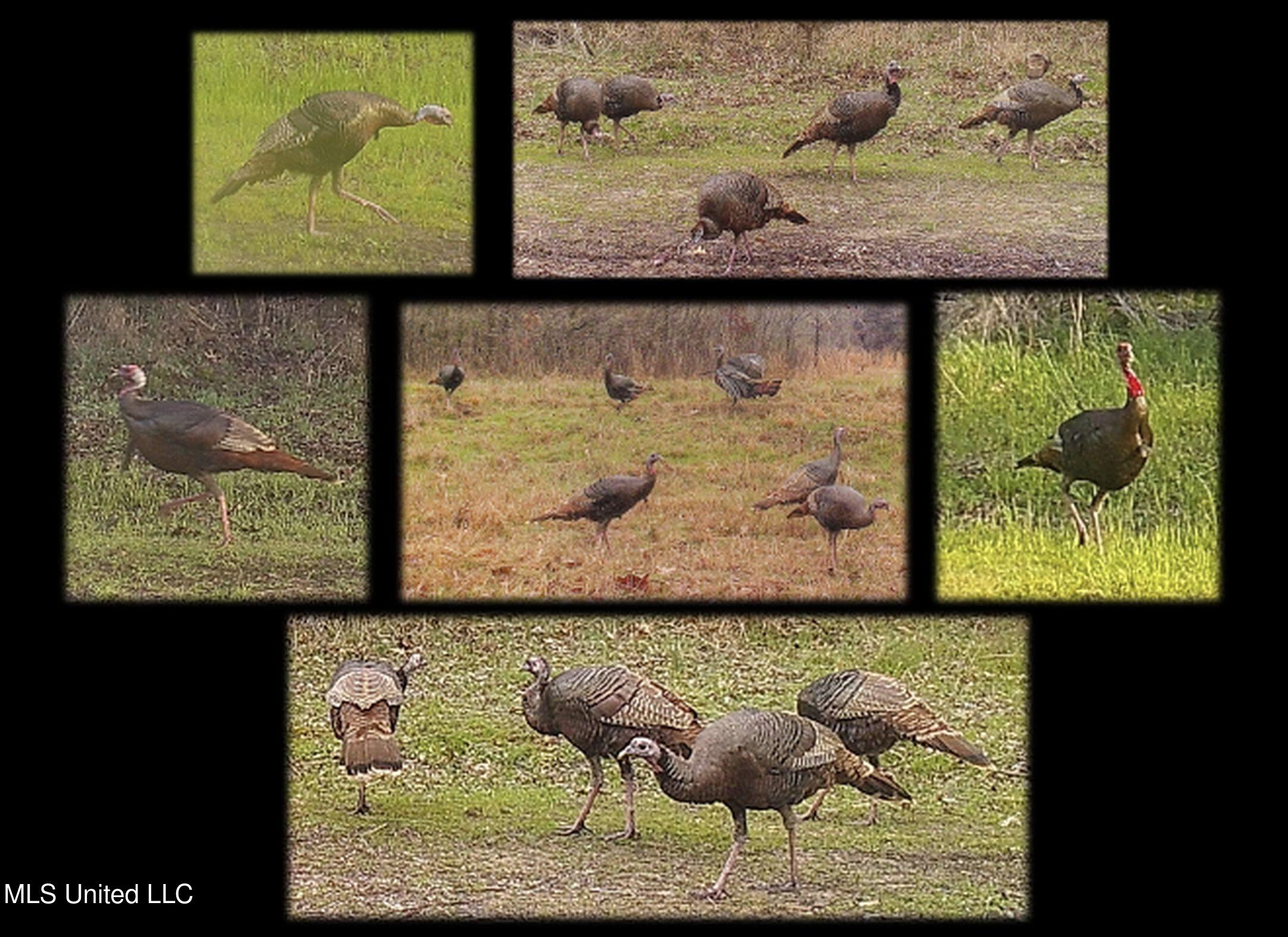 Shiloh Road Batesville, MS 38606 - Photo 3 of 106 turkeys 366