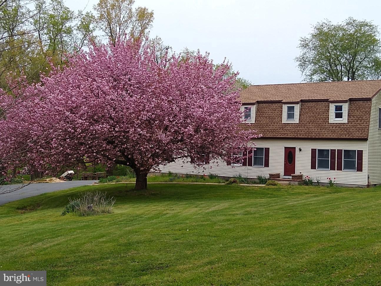 Beautiful trees in the Spring!