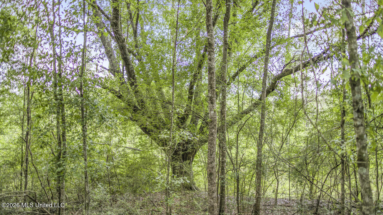 1021 Tyler Drive Summit, MS 39666 - Photo 25 of 47 570A1568