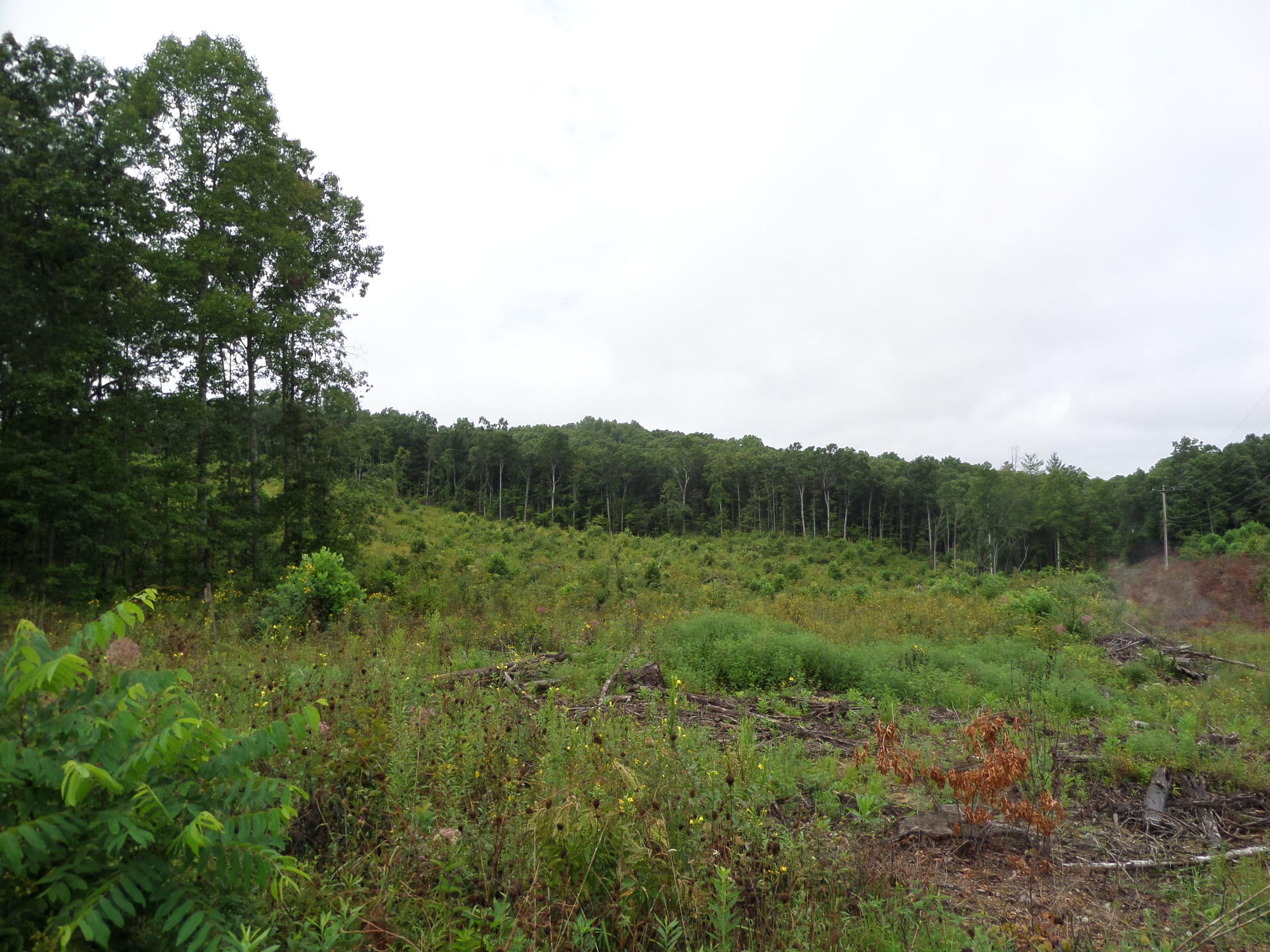 600 Coon Hollow Road Sunbright, TN 37872 - Photo 2 of 16 SAM_3612