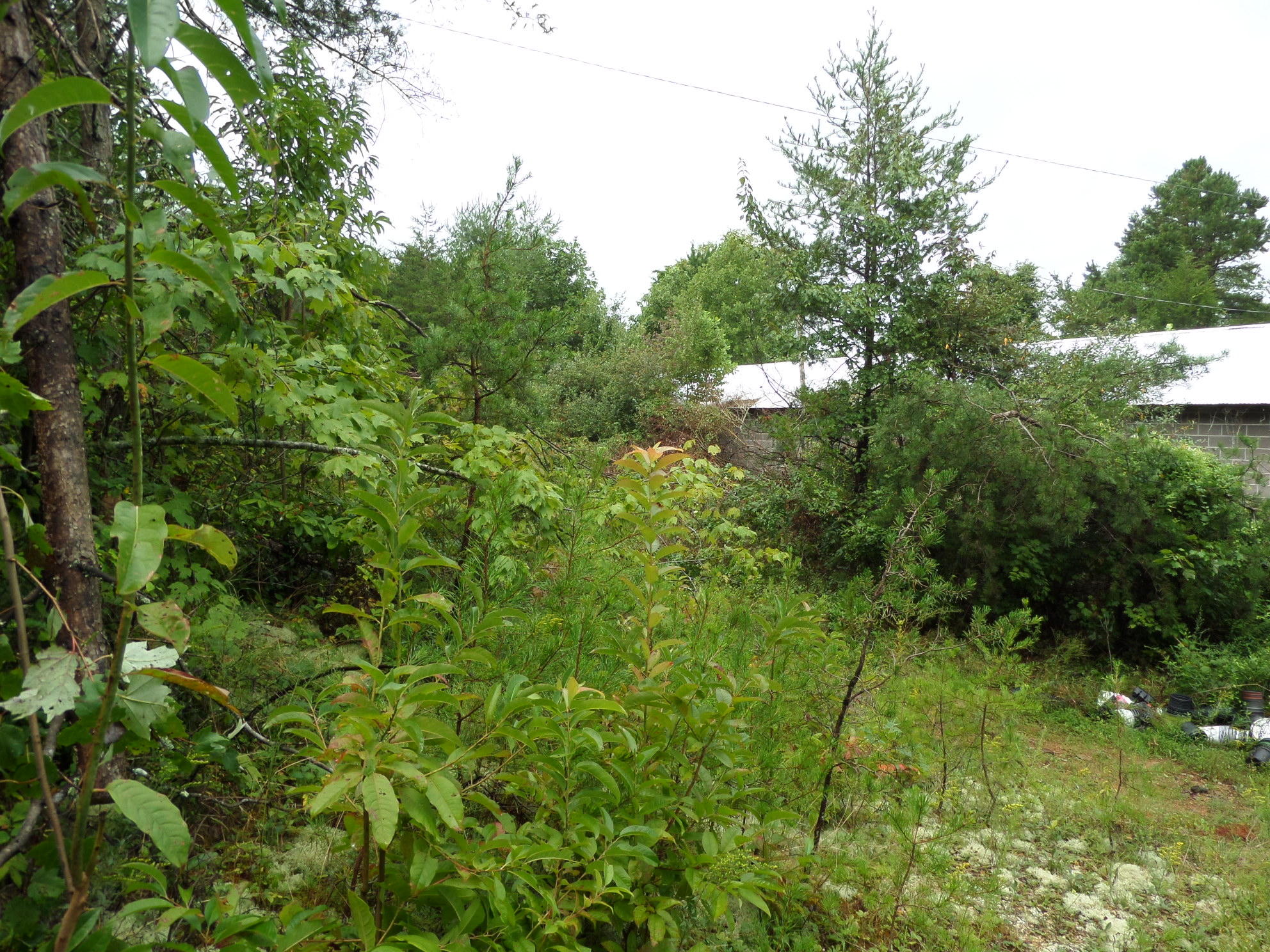 600 Coon Hollow Road Sunbright, TN 37872 - Photo 11 of 16 SAM_3636