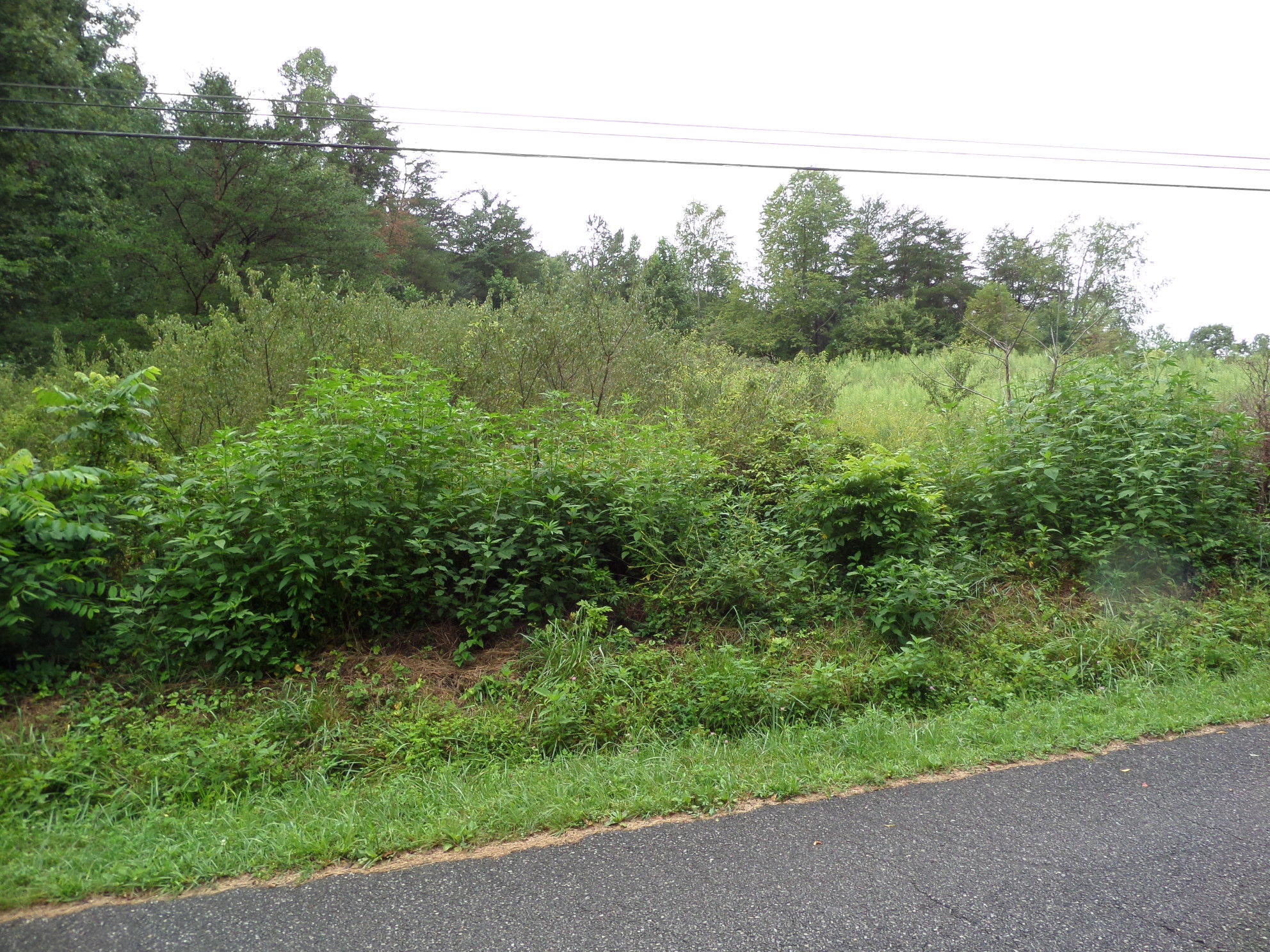 600 Coon Hollow Road Sunbright, TN 37872 - Photo 13 of 16 SAM_3619
