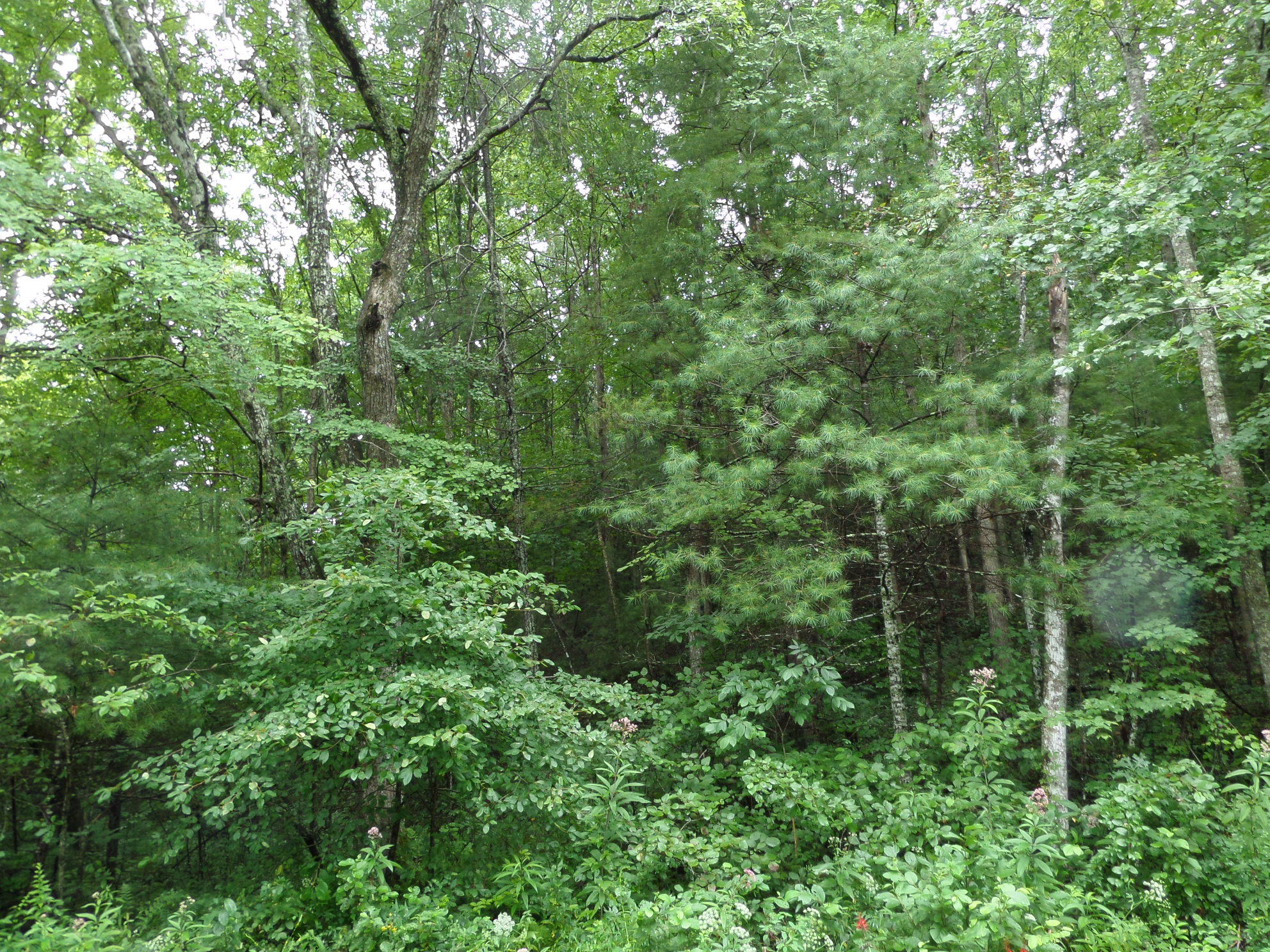 600 Coon Hollow Road Sunbright, TN 37872 - Photo 14 of 16 SAM_3617