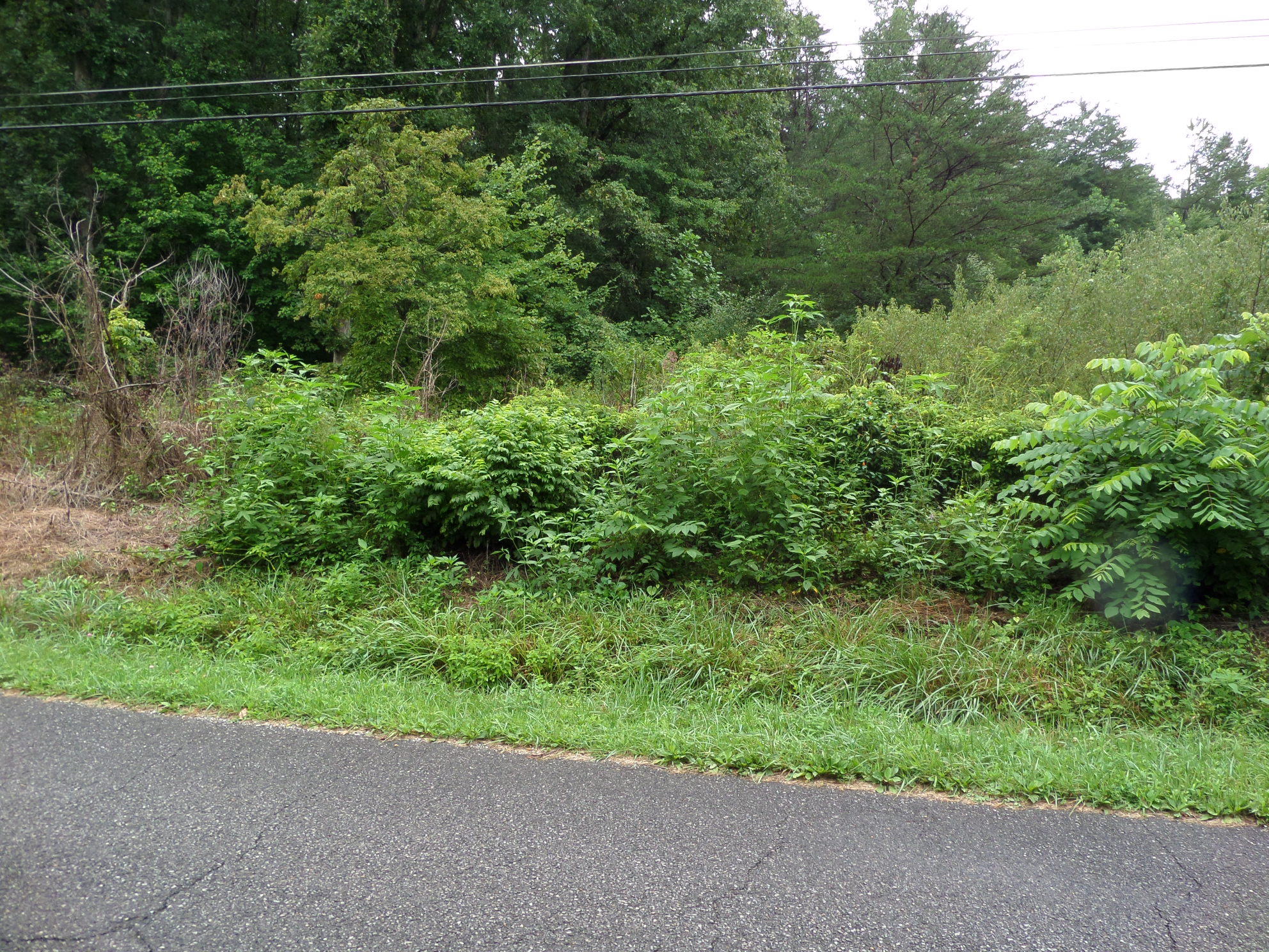 600 Coon Hollow Road Sunbright, TN 37872 - Photo 15 of 16 SAM_3620