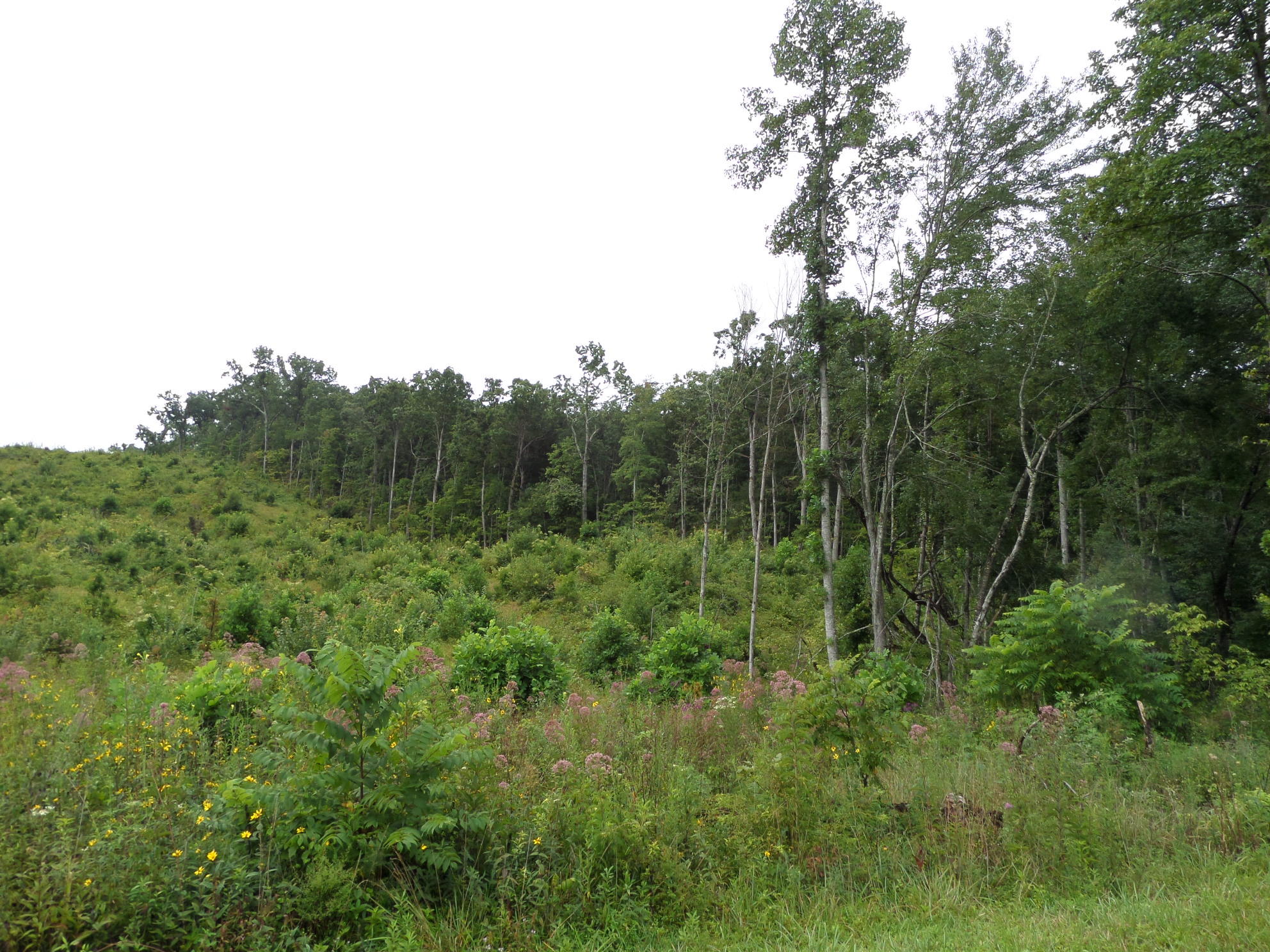 600 Coon Hollow Road Sunbright, TN 37872 - Photo 3 of 16 SAM_3614