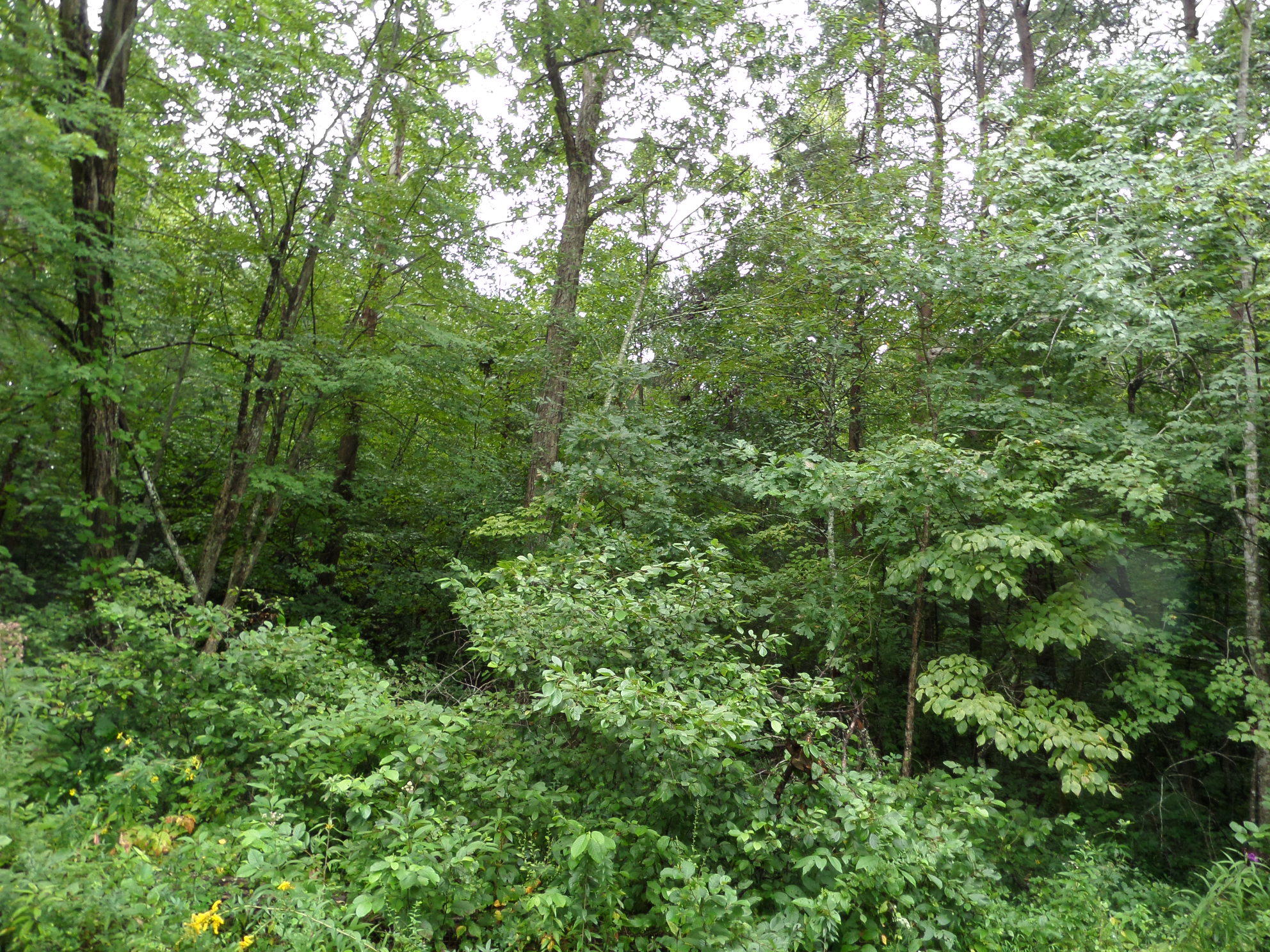 600 Coon Hollow Road Sunbright, TN 37872 - Photo 4 of 16 SAM_3616