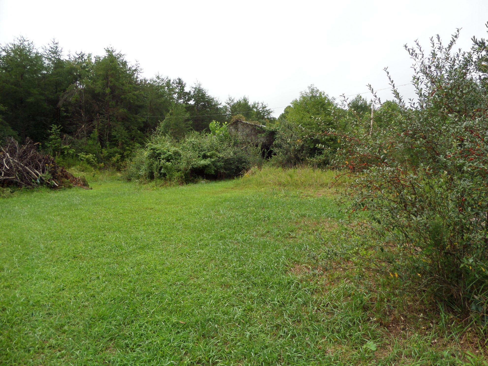600 Coon Hollow Road Sunbright, TN 37872 - Photo 7 of 16 SAM_3632