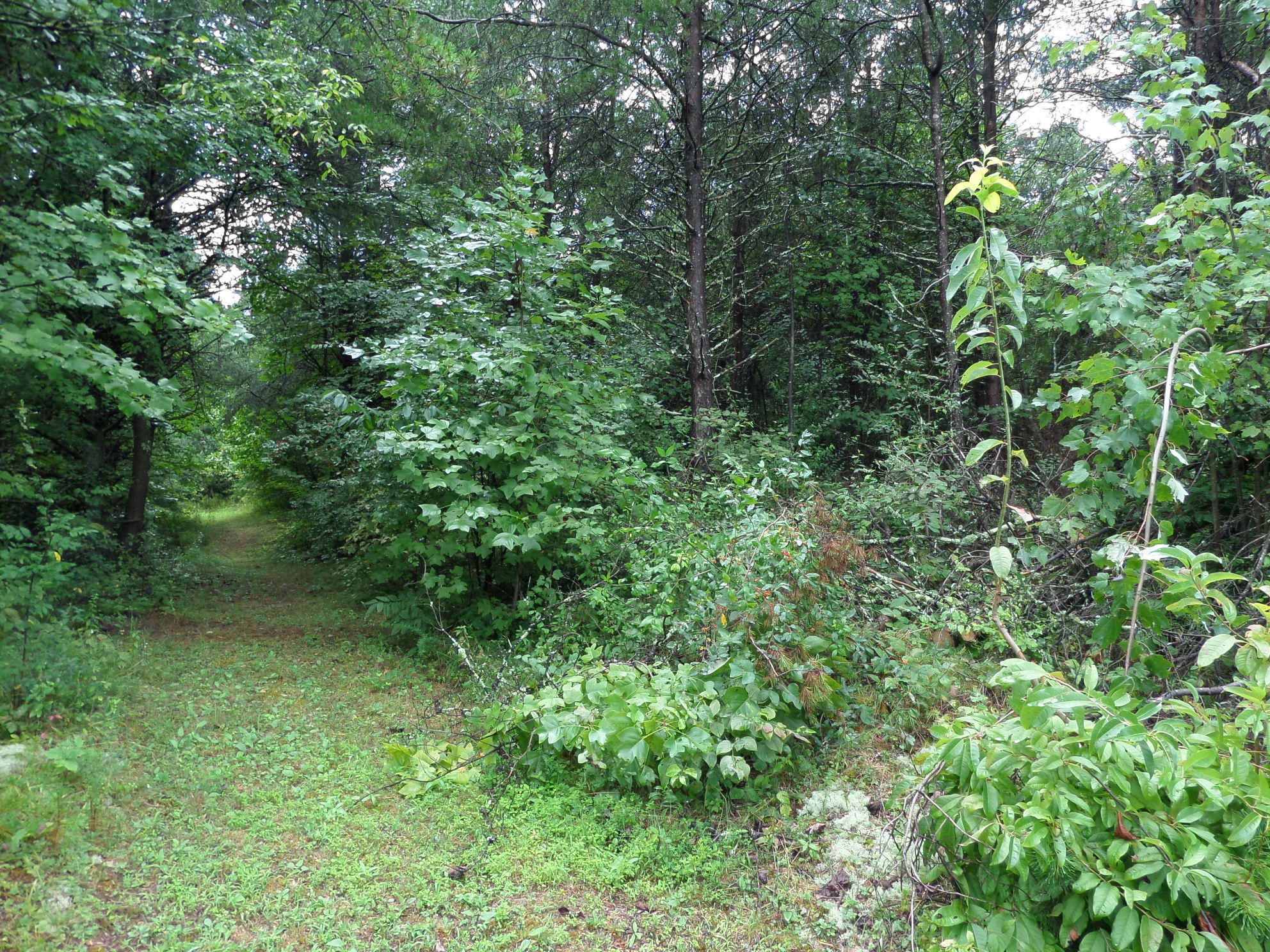 600 Coon Hollow Road Sunbright, TN 37872 - Photo 9 of 16 SAM_3634