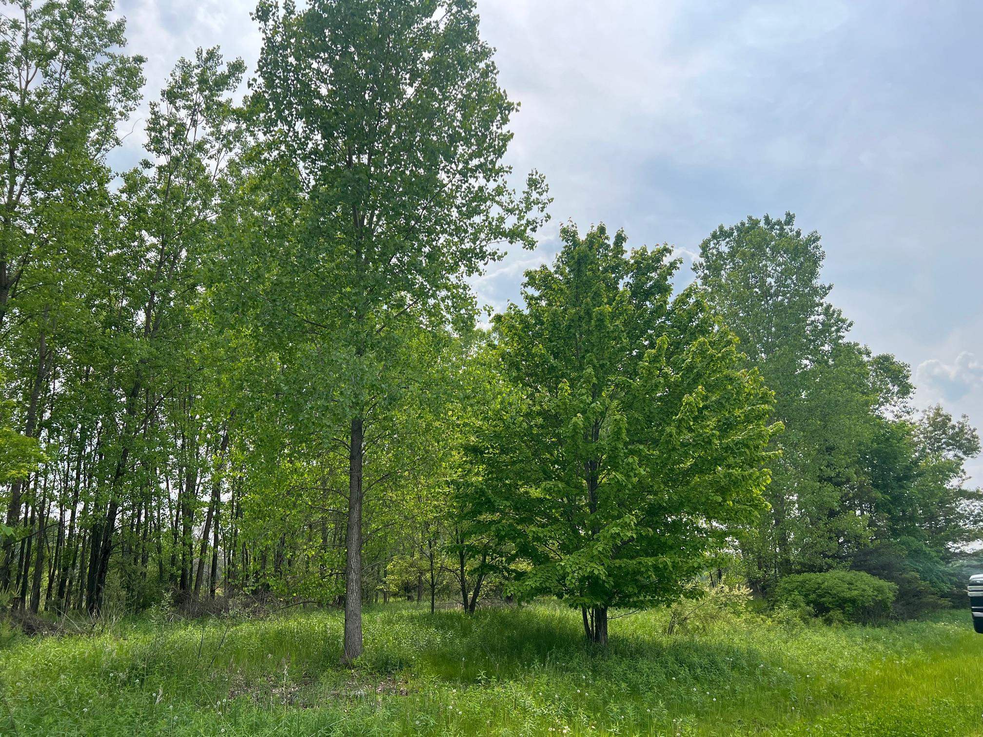 North View Court Oneida, WI 54155 - Photo 8 of 19