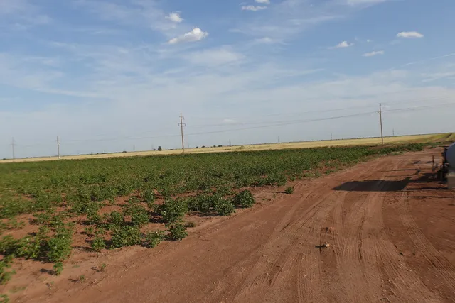 a view of a big yard with beach and lake view