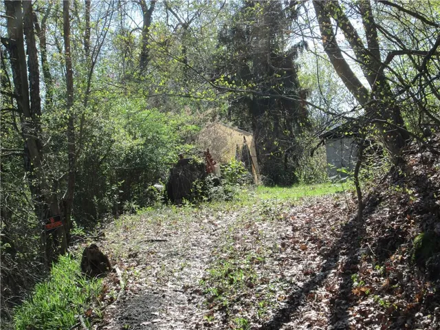 a view of a yard with plants and large trees