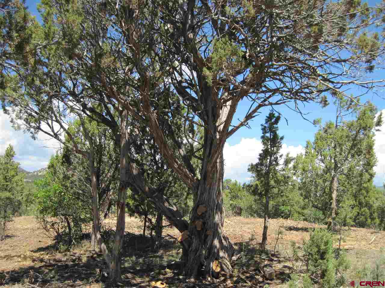 L2 Squaw Apple Road Durango, CO 81301 - Photo 8 of 15