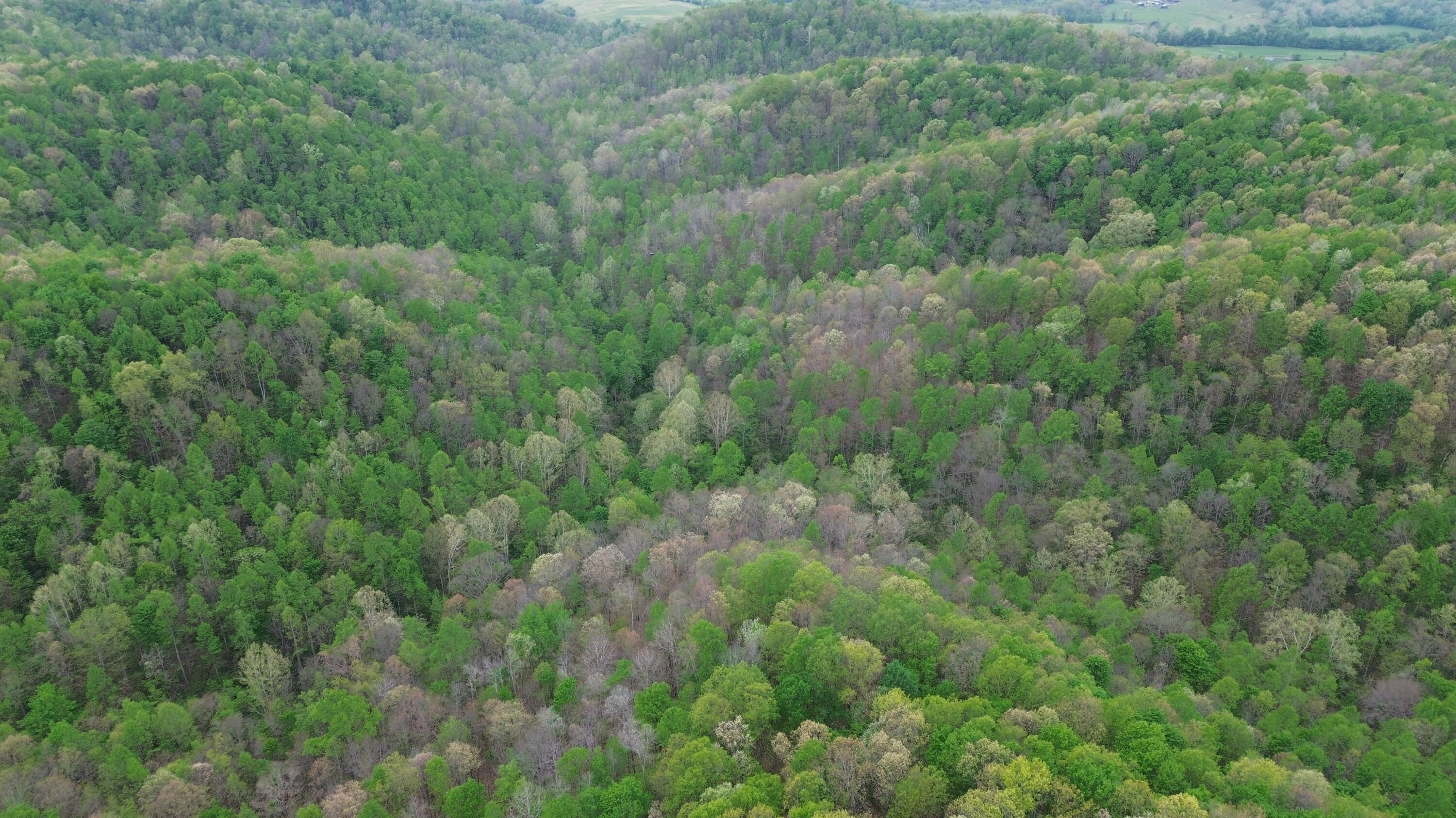 1271 A Tunnel Ridge Road Grayson, KY 41143 - Photo 119 of 134 Trees