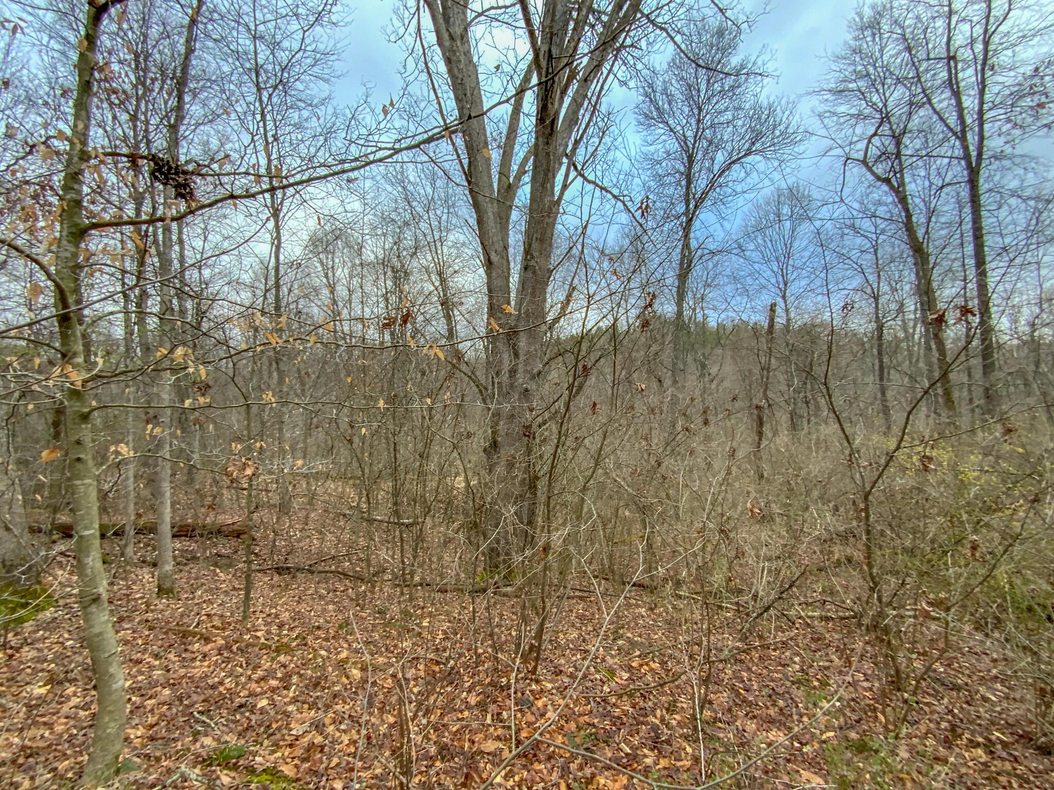 Lot 2 Fogle Road Caldwell, OH 43724 - Photo 19 of 23 IMG_5304