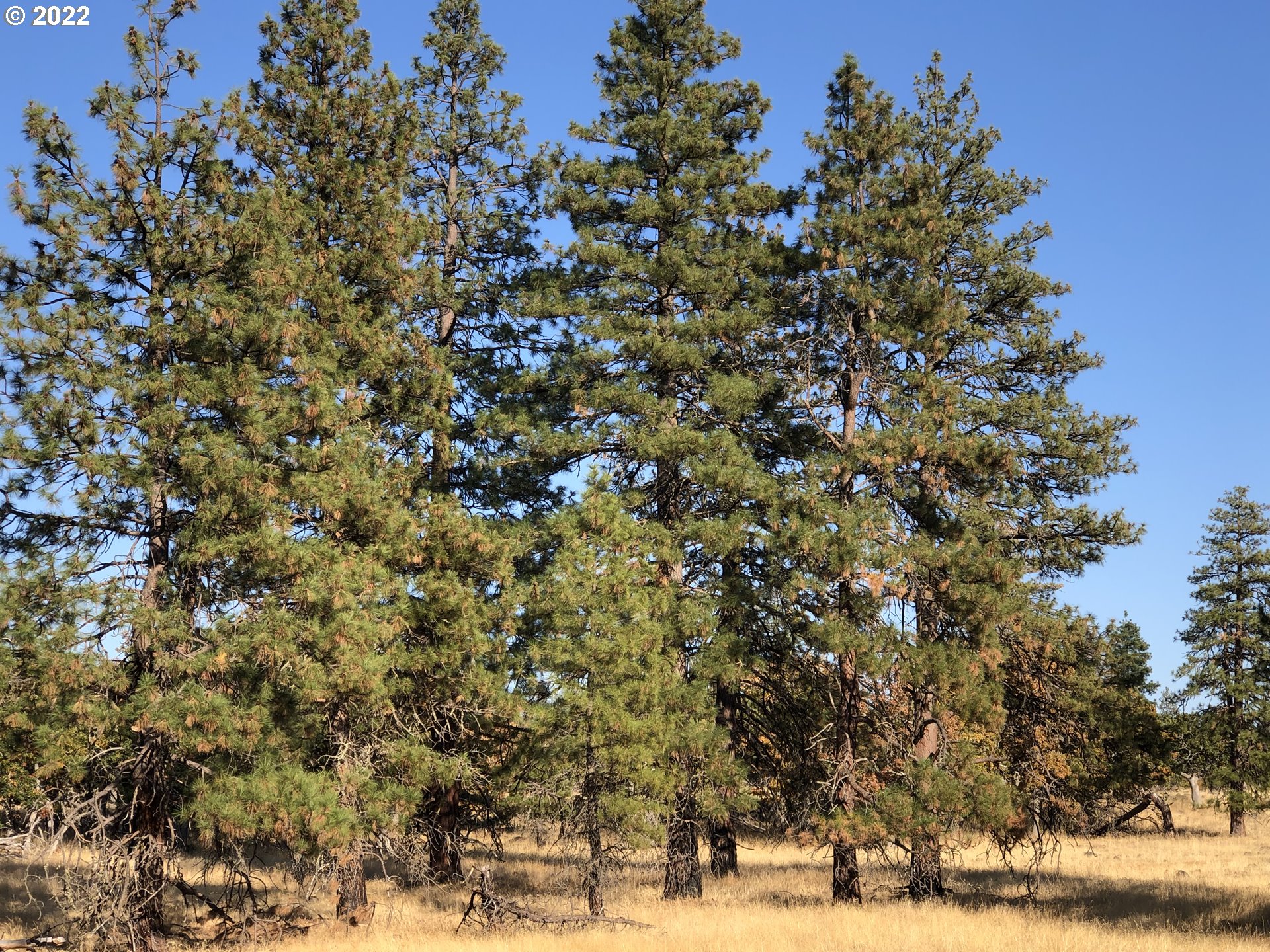 1 England Goldendale, WA 98620 - Photo 1 of 5 Gallery Image 1