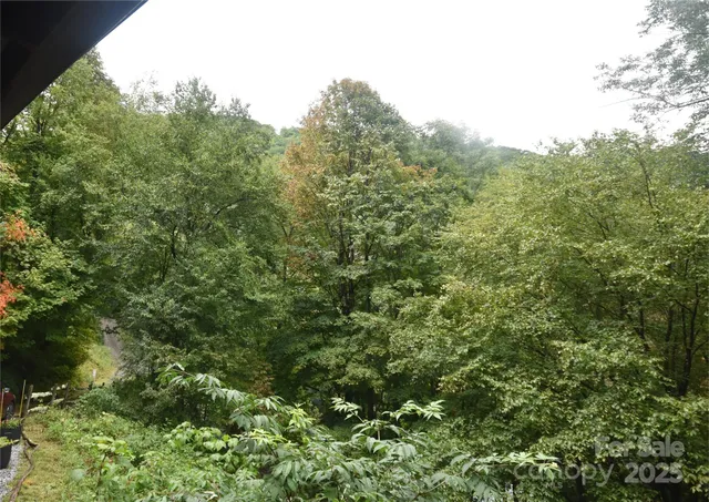 a view of a forest with a tree