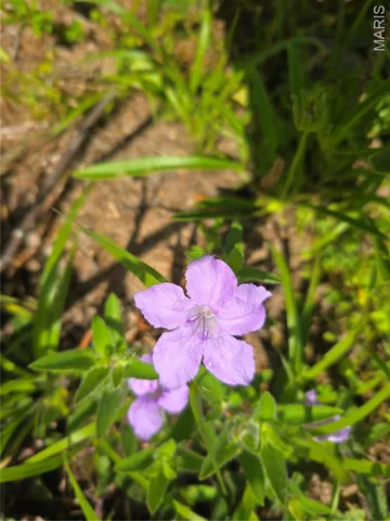 $100,000 | 1 Cedar Hollow Road, Fletcher, MO 63030