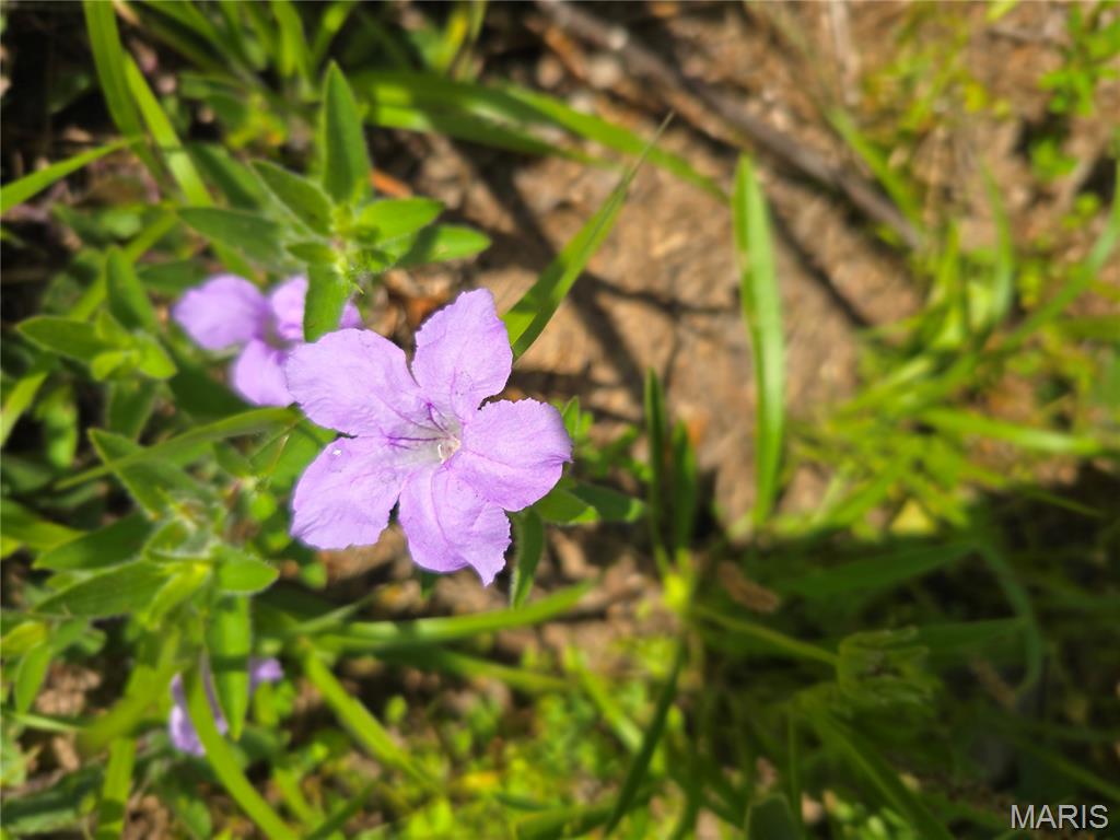 1 Cedar Hollow Road Fletcher, MO 63030 - Photo 85 of 96