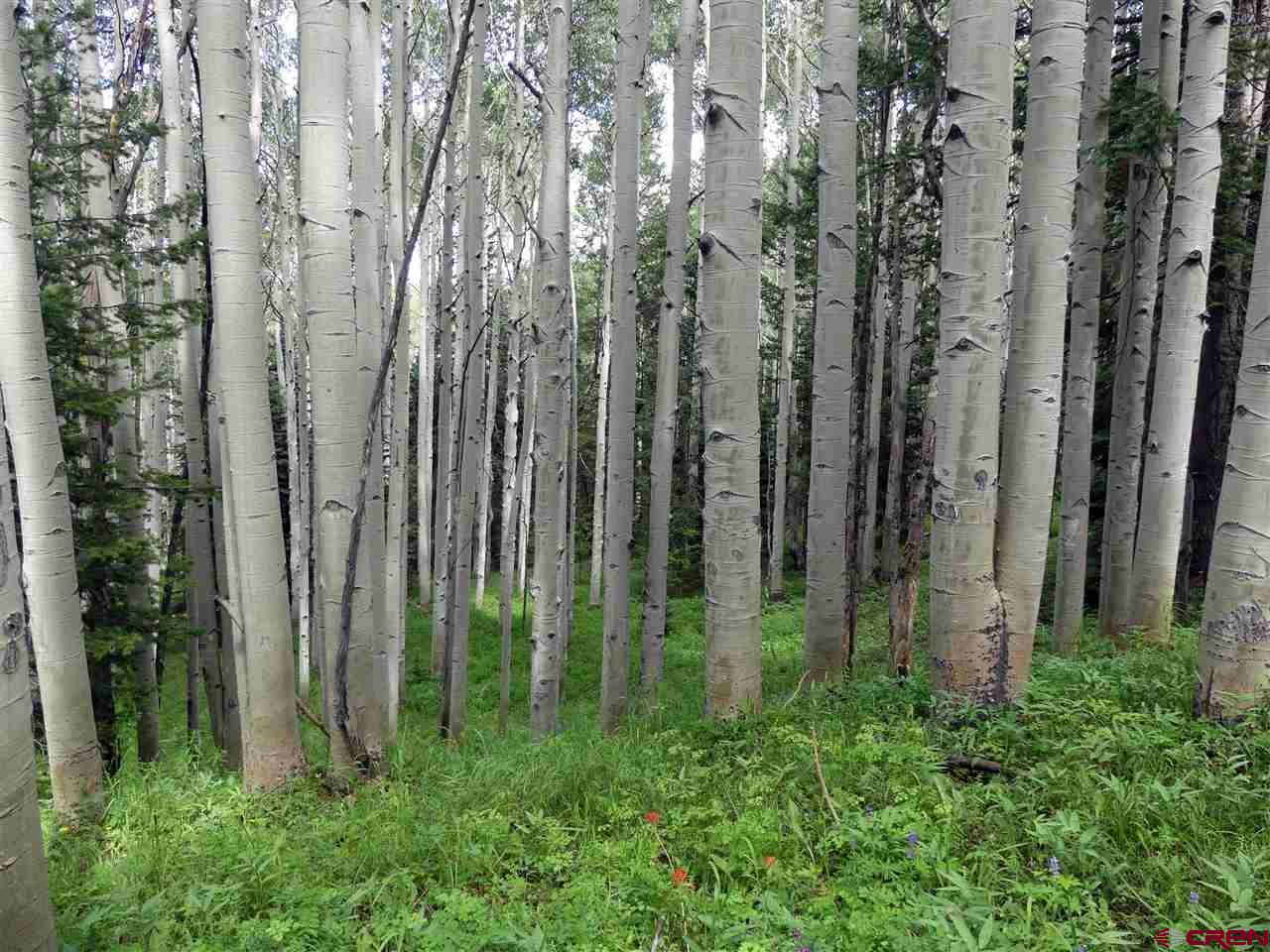 602 Columbine Drive Cimarron, CO 81220 - Photo 6 of 13 a view of a yard with lots of green space