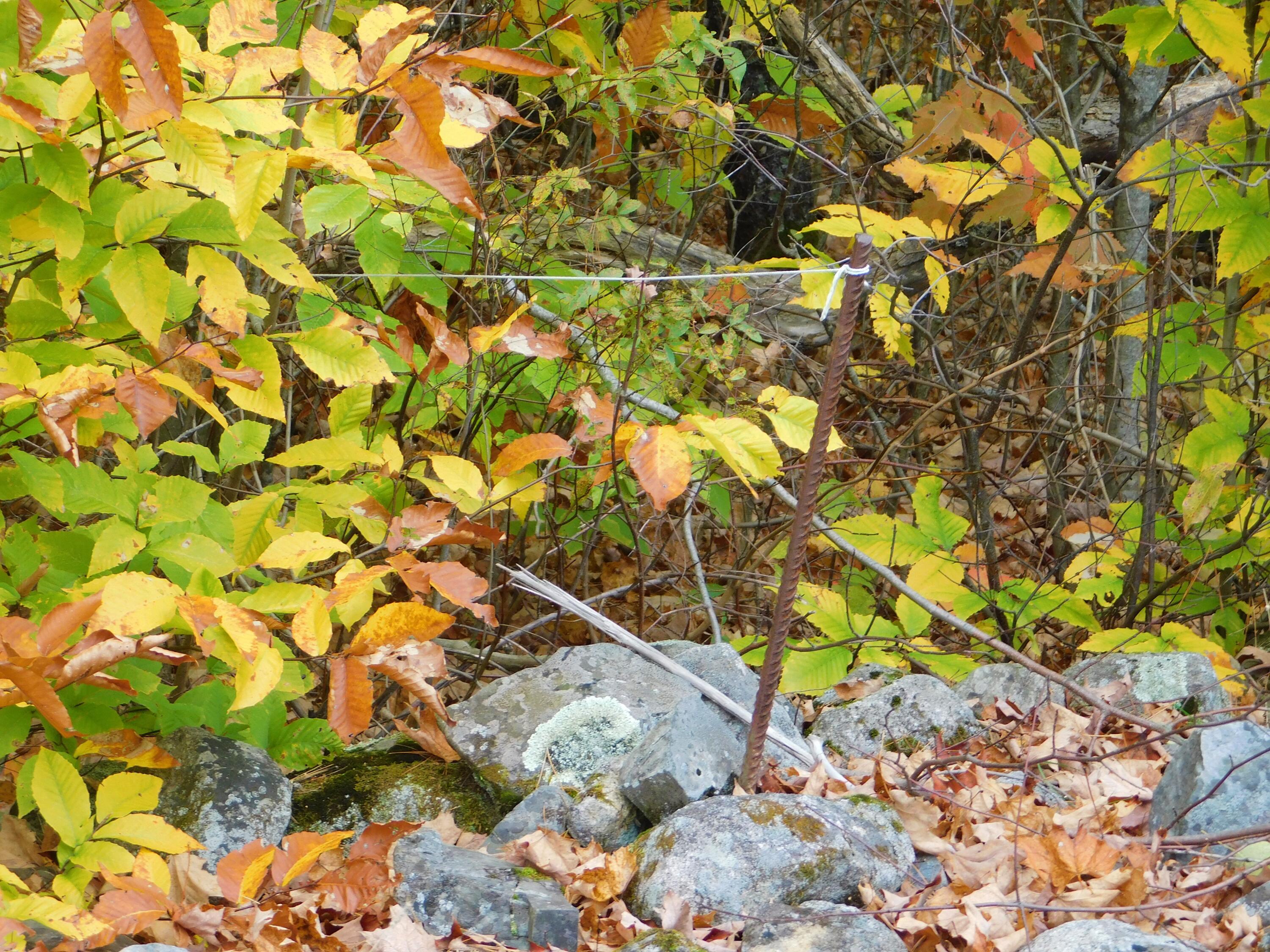 0 Morrill Pond Road Hartland, ME 04943 - Photo 5 of 8 DSCN3607