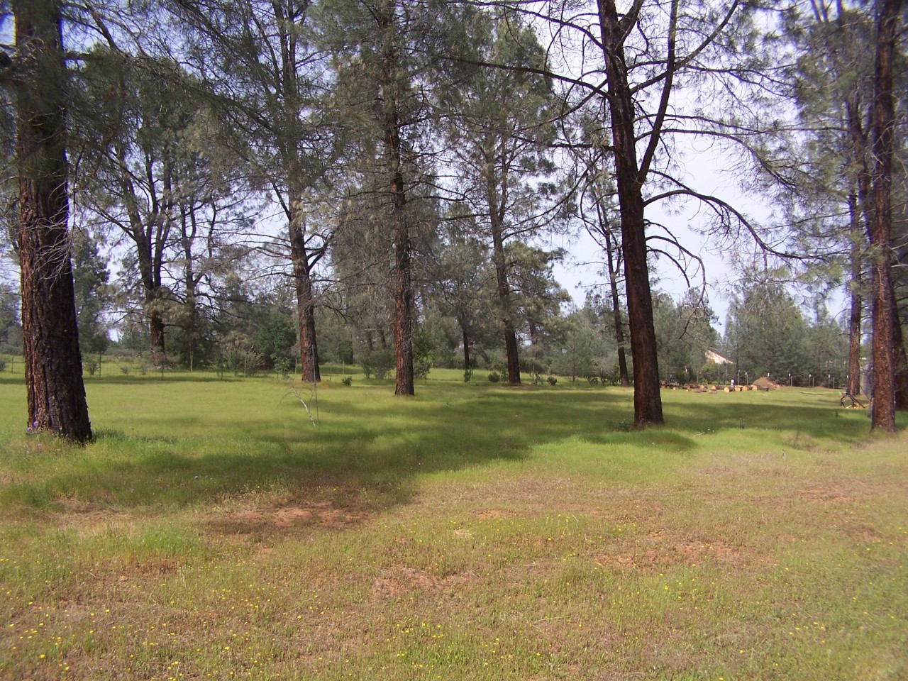 16144 Zandell Road Anderson, CA 96007 - Photo 23 of 24 Great usable land!