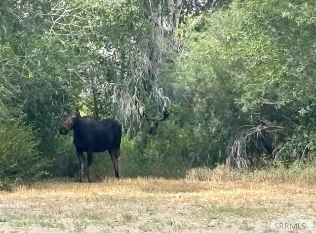 $775,000 | 3831 3580 West, Moore, ID 83255