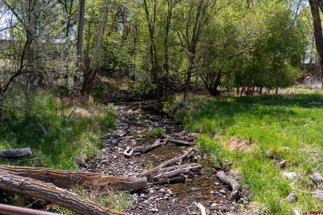 a view of a yard with plants and large trees