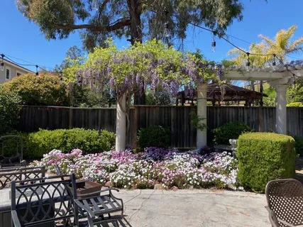 a view of a backyard with plants and tree