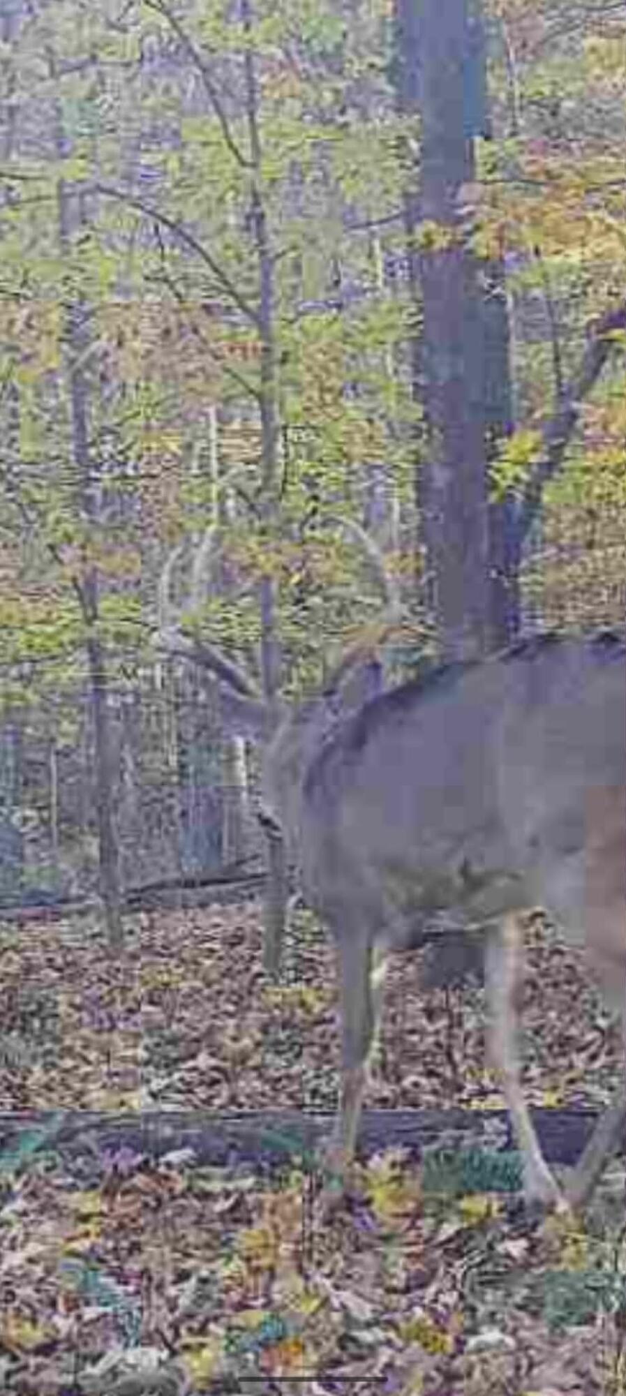 404 Lower Nickell Branch Road Hazel Green, KY 41332 - Photo 65 of 89 att.cNE3iSpFbRx8-ZziC61h5d6bON_11WRO49qK