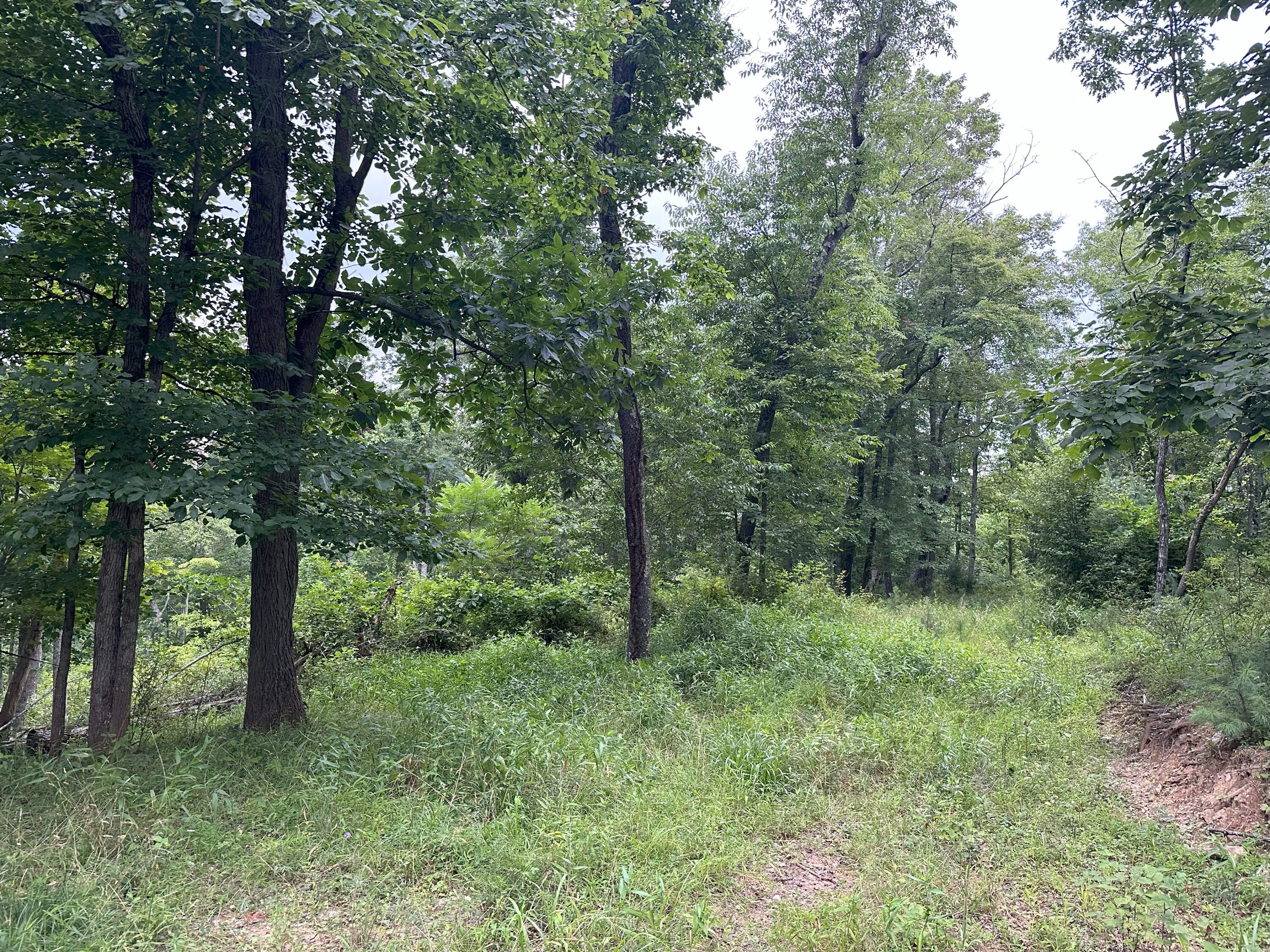 0 Claytor Road Northeast Pilot, VA 24138 - Photo 11 of 16 IMG_4777