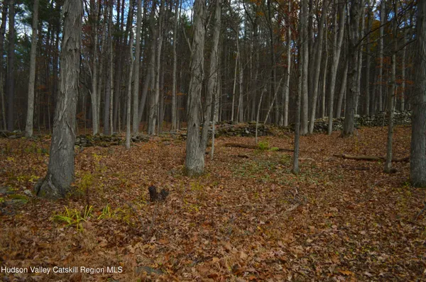 a view of a backyard with trees