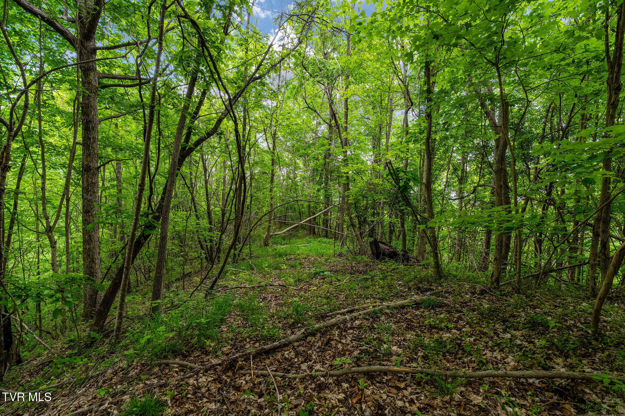 Tbd Wattenbarger Gap Road Greeneville, TN 37745 - Photo 21 of 41 DSC08325