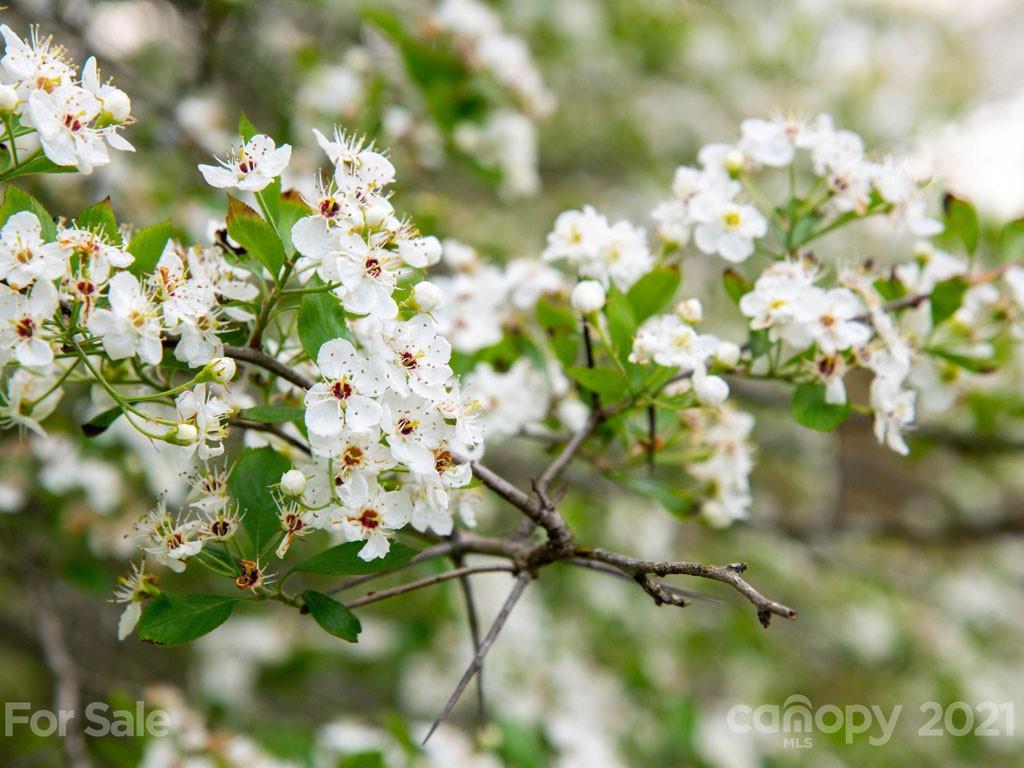 2 Jerico Ridge Road Fletcher, NC 28732 - Photo 42 of 48 a view of a flower