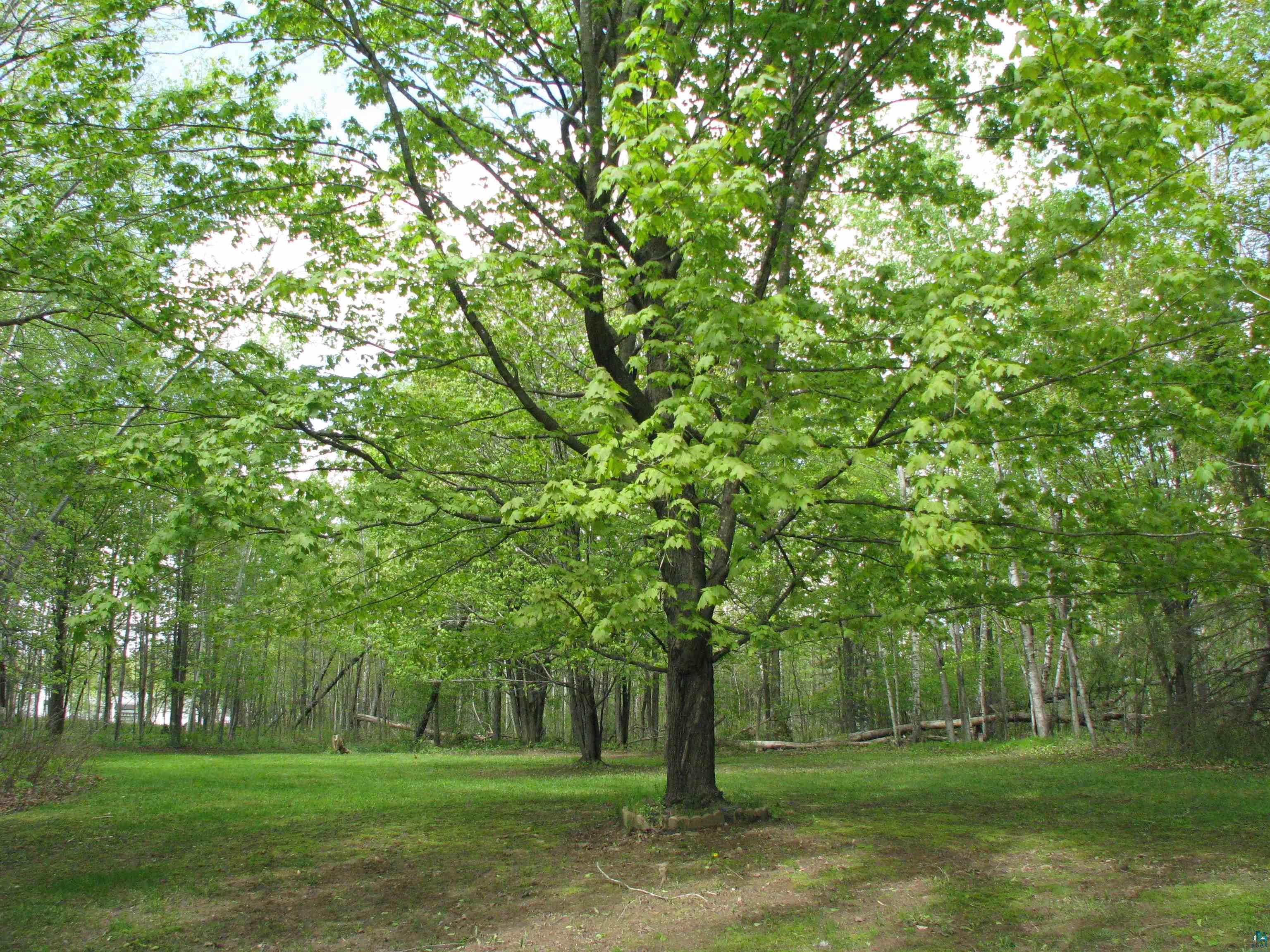 4179 Willard Road Rice Lake, MN 55803 - Photo 25 of 39 View of yard