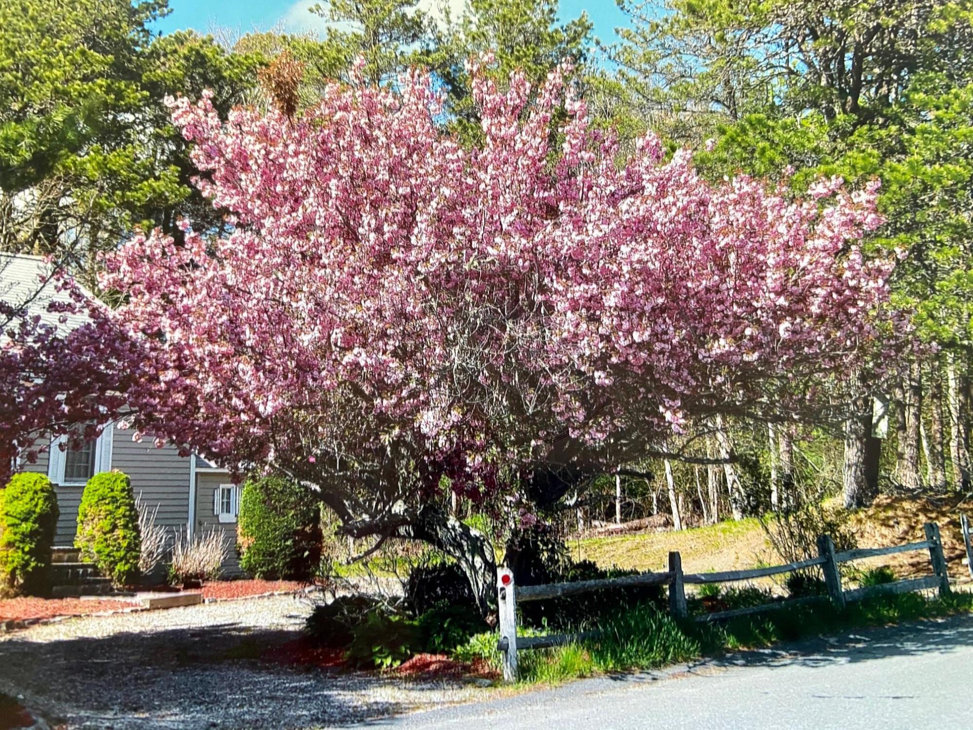116 Trout Brook Road Cotuit, MA 02635 - Photo 4 of 36 Flowering Magnolia