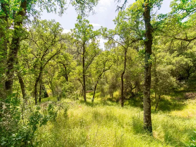 a view of a garden with a tree