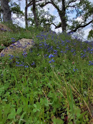 a view of backyard with green space
