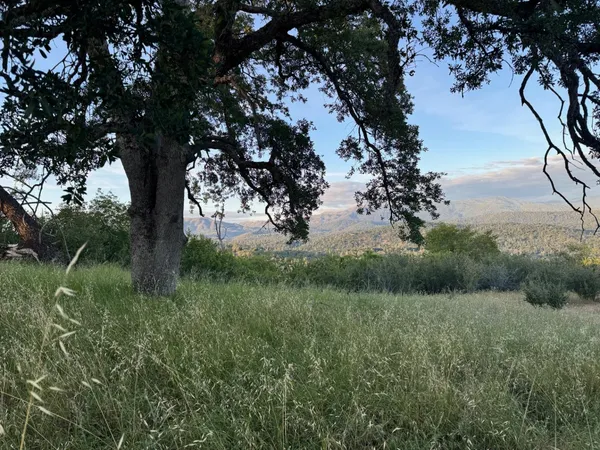 a view of a lush green forest