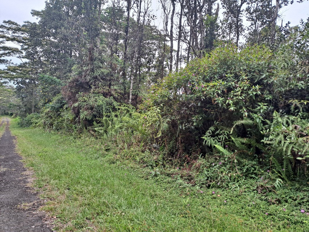 401 Kailua Road Pahoa, HI 96778 - Photo 2 of 3 a view of a lush green forest