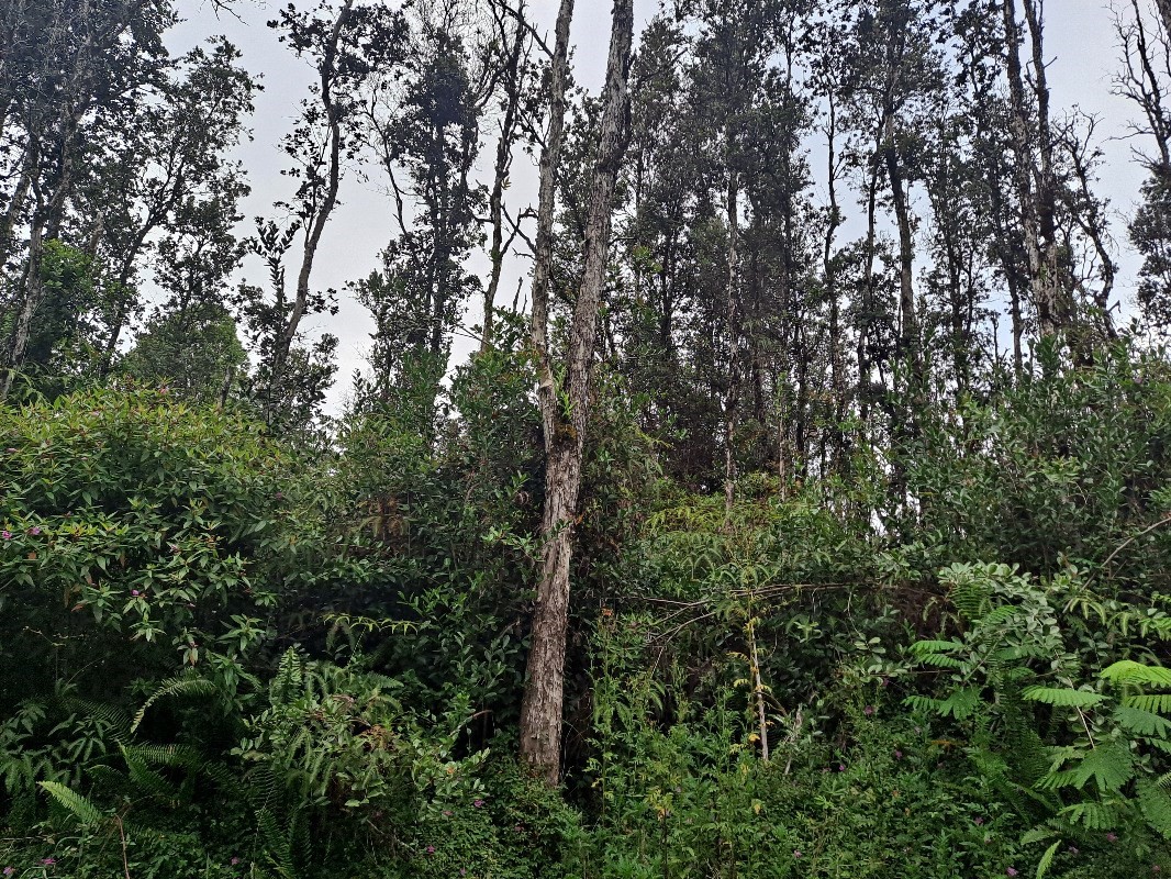 401 Kailua Road Pahoa, HI 96778 - Photo 3 of 3 a view of a forest with trees in front of it