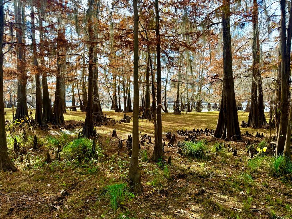 0 Hardwater Lake Road Pollock, LA 71467 - Photo 14 of 22