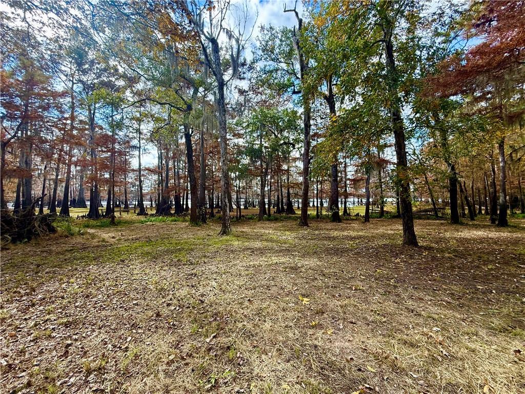 0 Hardwater Lake Road Pollock, LA 71467 - Photo 9 of 22