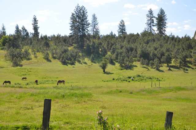 222-xx North Dunn Road Colbert, WA 99005 - Photo 2 of 9