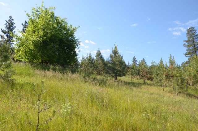 222-xx North Dunn Road Colbert, WA 99005 - Photo 6 of 9