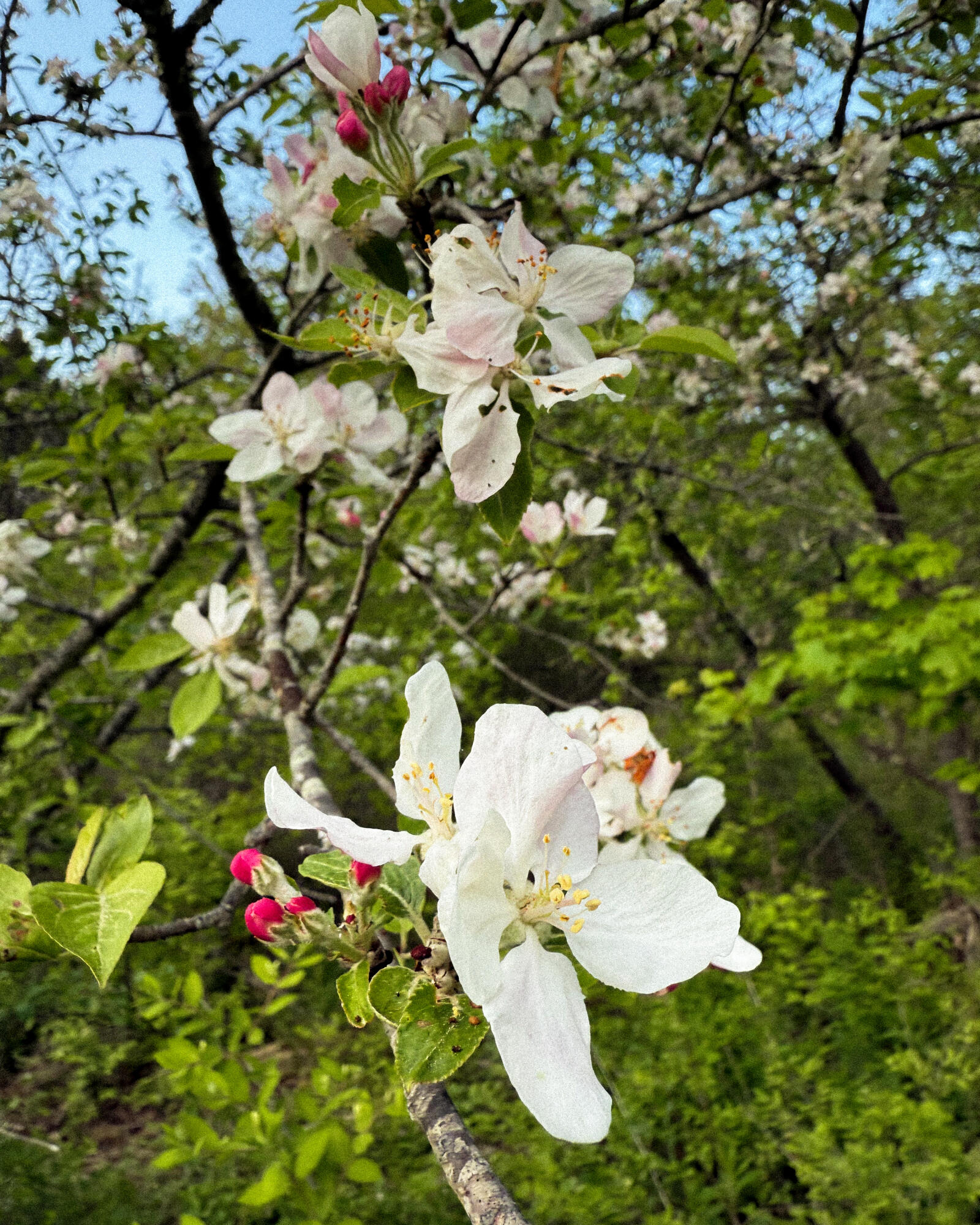 260 Clark Island Road St. George, ME 04859 - Photo 51 of 52 Clark Island apple blossoms